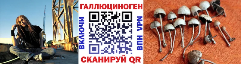 закладка  Бирюсинск  Псилоцибиновые грибы MAGIC MUSHROOMS 